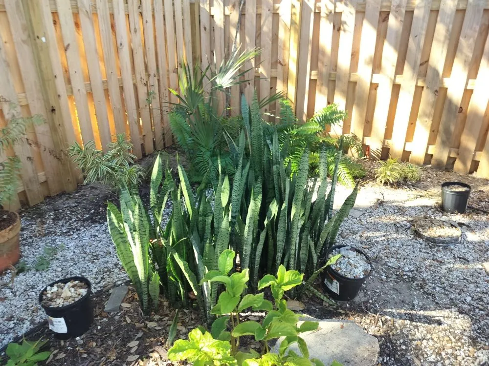 Local lawn care service experts serving St. Petersburg, FL - Clearview Handy Crew