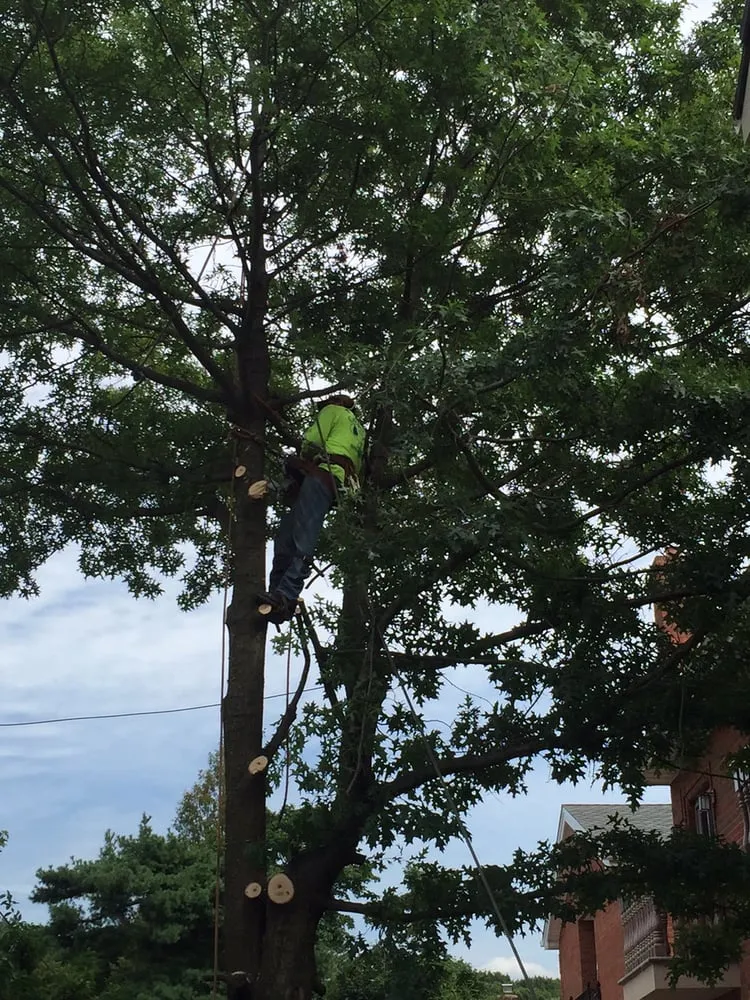 Local residential landscaping near you in Westbury, NY by Clearview Tree and Land Corp