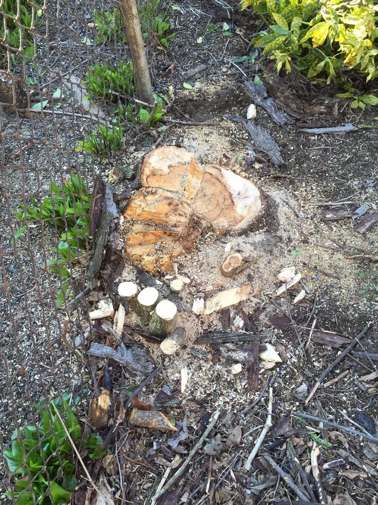 Professional outdoor landscaping in Westbury, NY by Clearview Tree and Land Corp