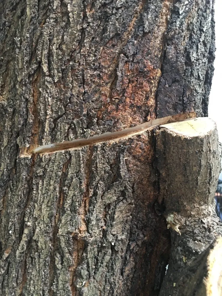 Expert residential landscaping in Westbury, NY - Clearview Tree and Land Corp