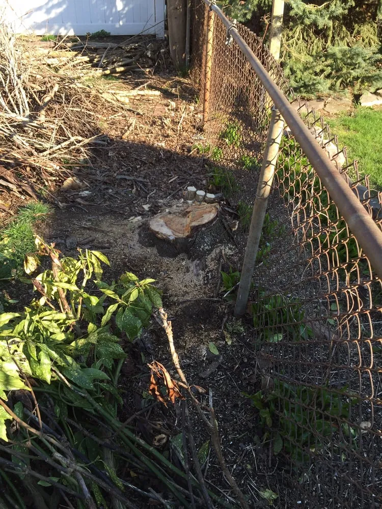 Trusted lawn care service near you in Westbury, NY by Clearview Tree and Land Corp