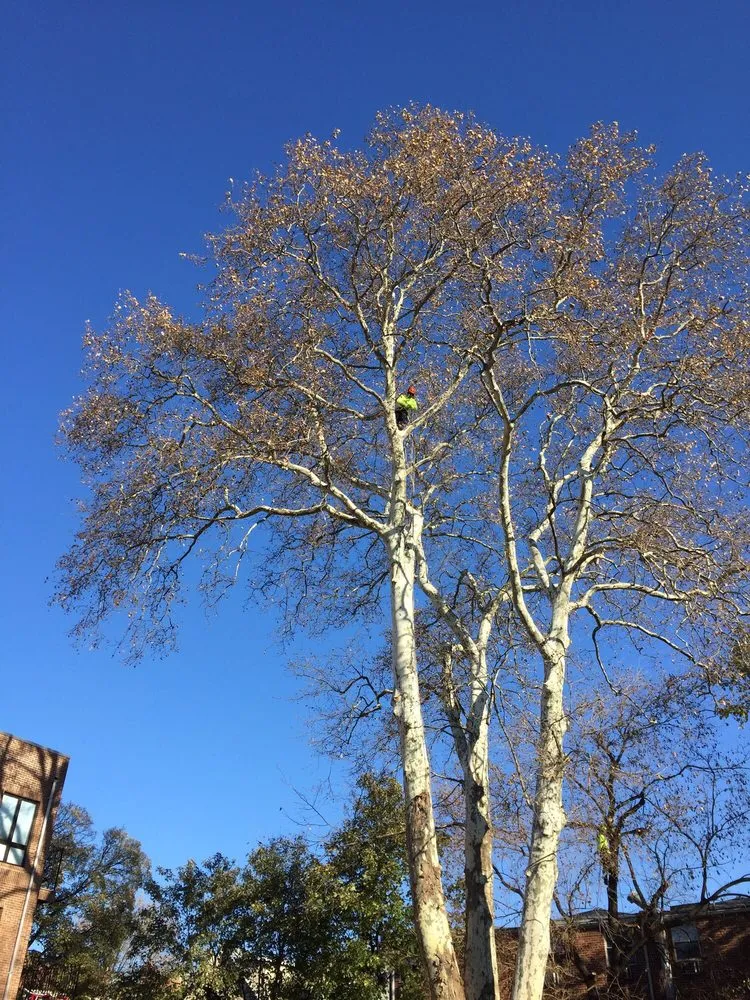 Affordable landscape installation in Westbury, NY by Clearview Tree and Land Corp