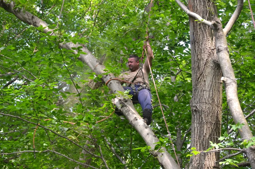 Top-rated garden landscaping experts serving Pompton Lakes, NJ - Clearview Tree Service