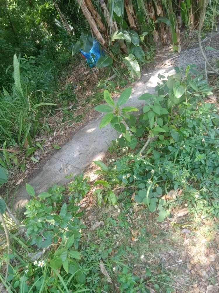 Top-rated lawn care service in Tampa Bay, FL - Clearwater Junk Hauling & Property Services