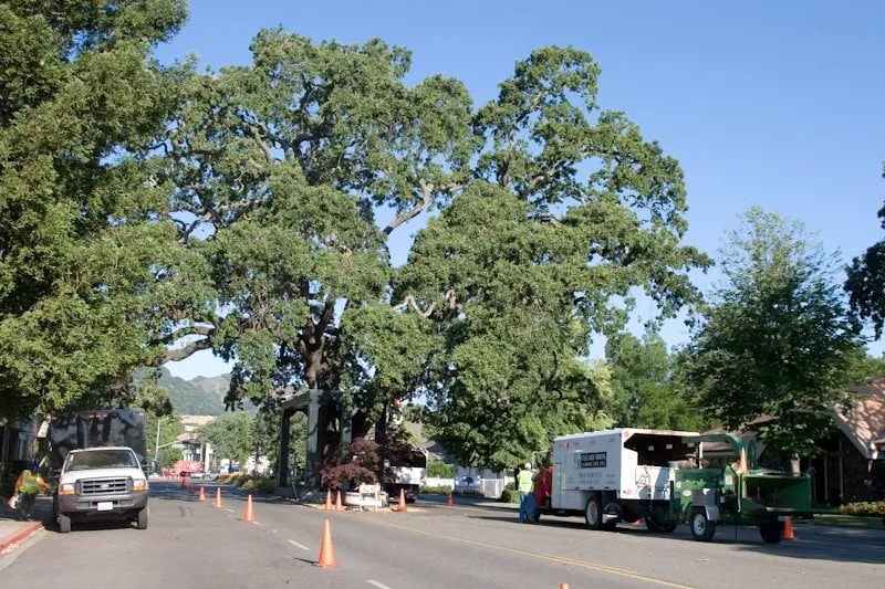 Reliable yard cleanup service for homes across Danville, CA - Cleary Brothers Landscape