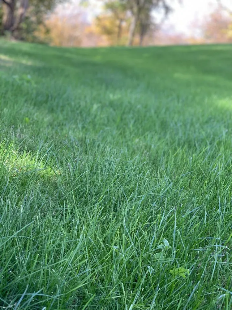 Expert yard maintenance in Midlothian, TX - Clegg Royal Landscaping