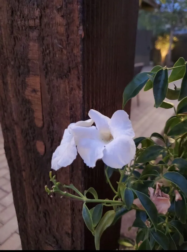 Top-rated landscaping services for beautiful yards across Rancho Cucamonga, CA - Clements Landscape and Pool Construction