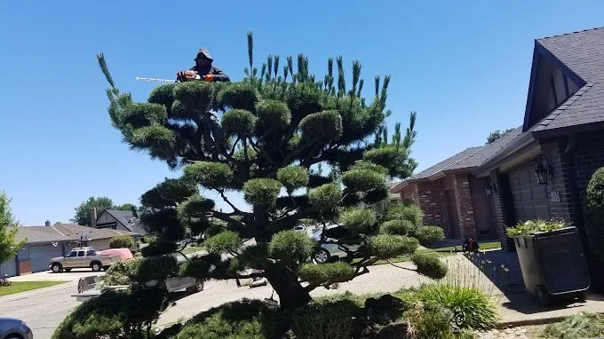 Professional lawn care service in Lodi, CA by Clements Lawn Service & Maintenance