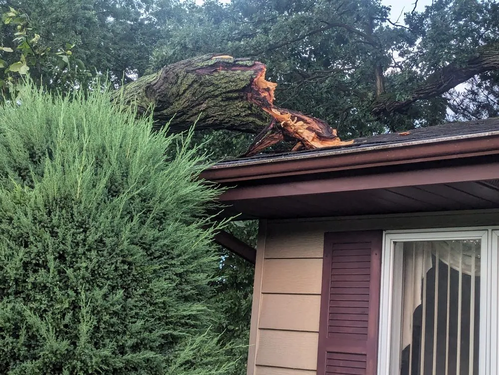 Top-rated yard maintenance near you in Crown Point, IN by Clemons Tree Experts & Land Clearing