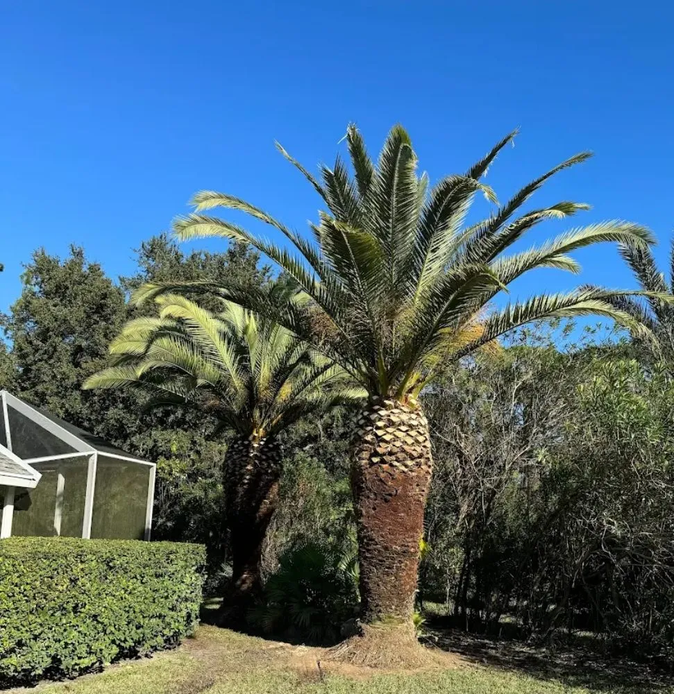 Professional lawn mowing service experts serving Clermont, FL - Clermont Sod & Irrigation