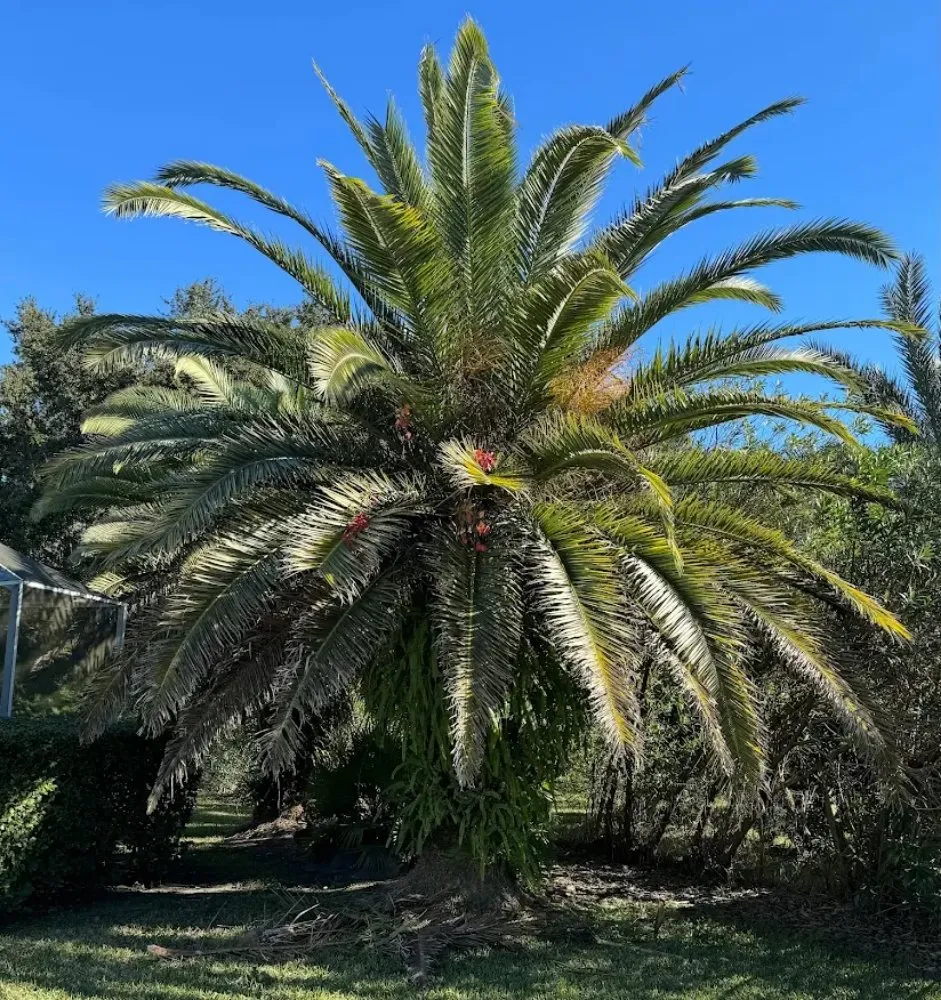 Trusted residential landscaping near you across Clermont, FL - Clermont Sod & Irrigation