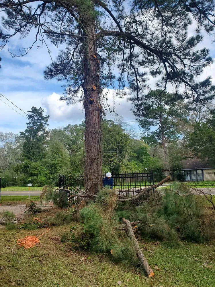 Local residential landscaping experts serving Cleveland, TX - Cleveland Tree Specialist