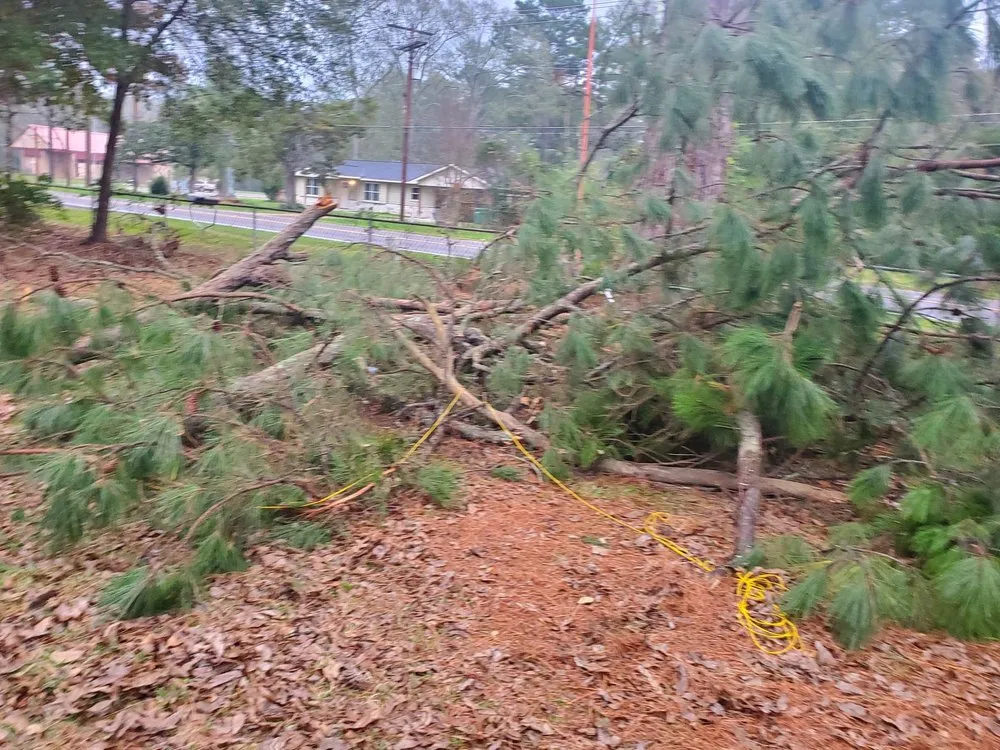 Expert lawn care service in Cleveland, TX - Cleveland Tree Specialist