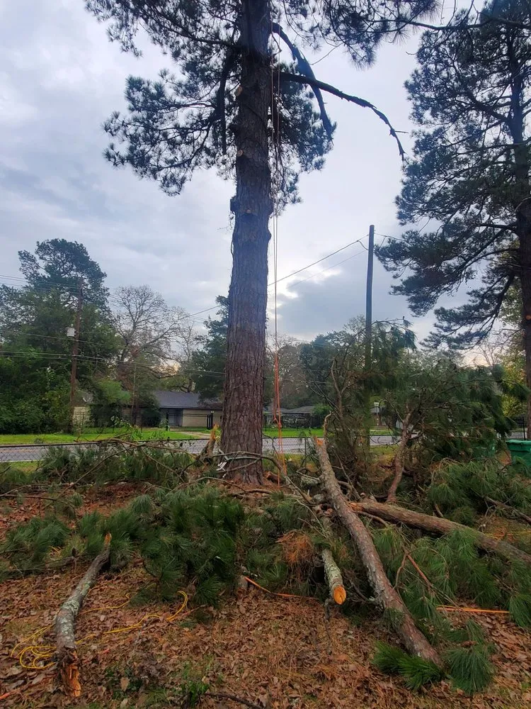 Reliable yard maintenance for beautiful yards in Cleveland, TX by Cleveland Tree Specialist