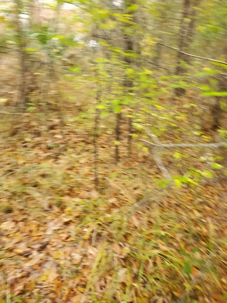 Local garden landscaping in Cleveland, TX by Cleveland Tree Specialist