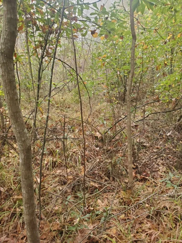 Reliable lawn mowing service experts serving Cleveland, TX - Cleveland Tree Specialist