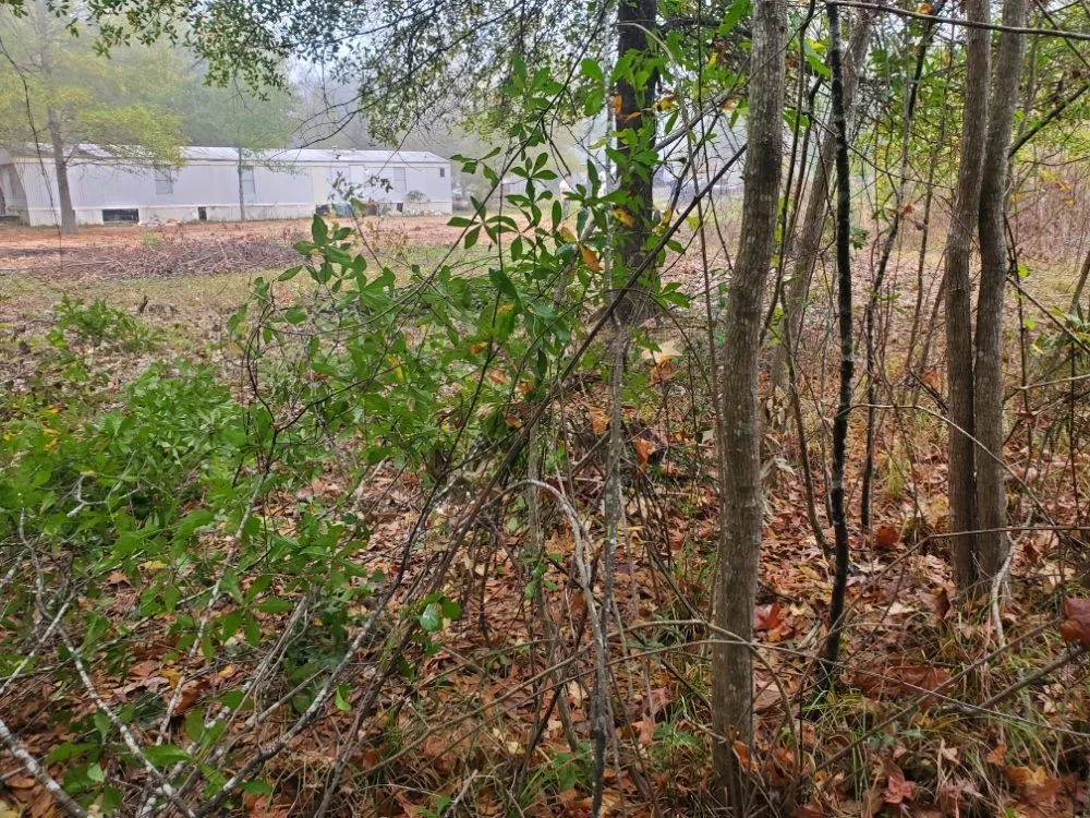 Affordable yard cleanup service near you in Cleveland, TX by Cleveland Tree Specialist