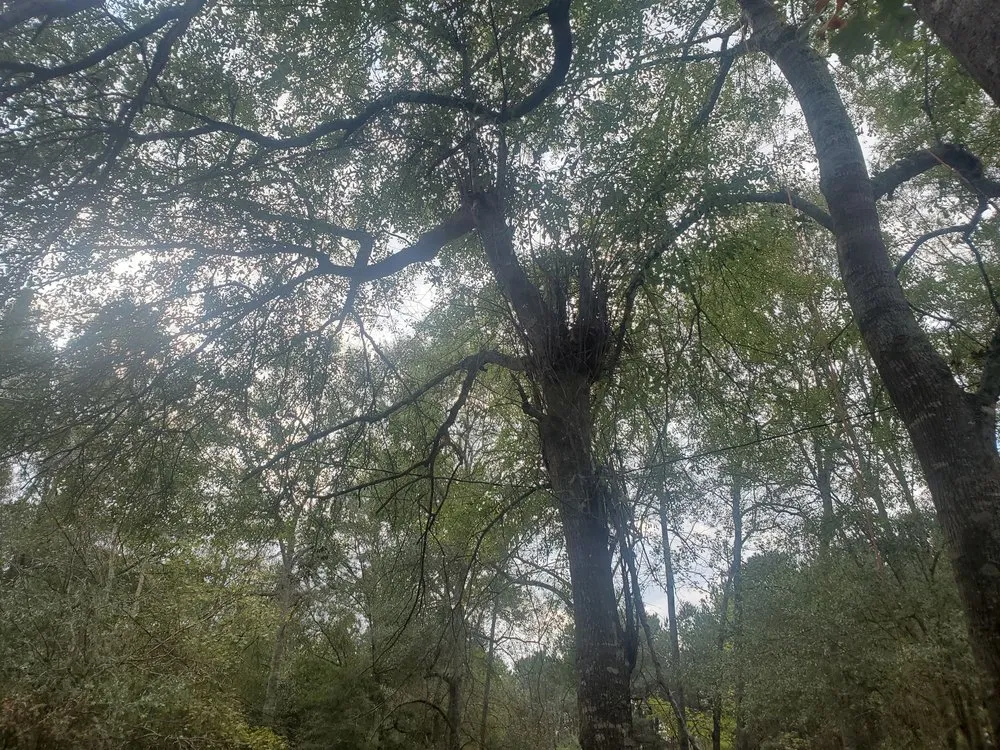 Top-rated landscape installation for beautiful yards in Cleveland, TX by Cleveland Tree Specialist