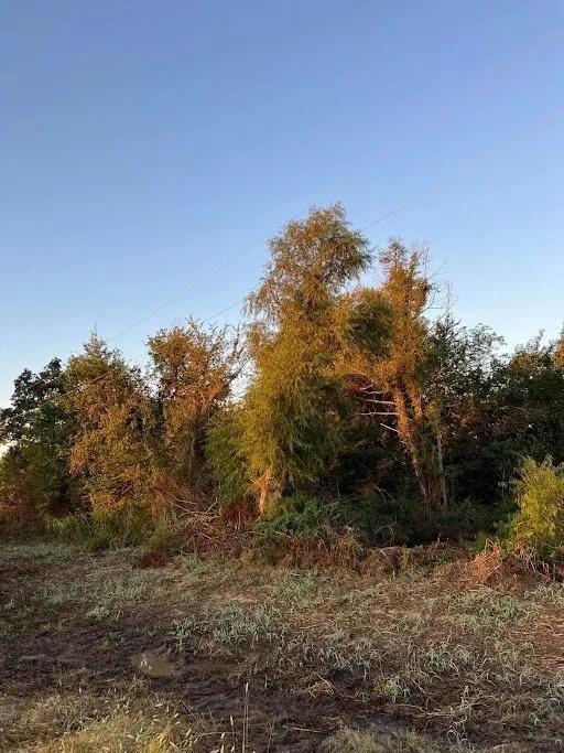 Top-rated yard cleanup service for residential properties across Okmulgee, OK - Clevengers Land Management