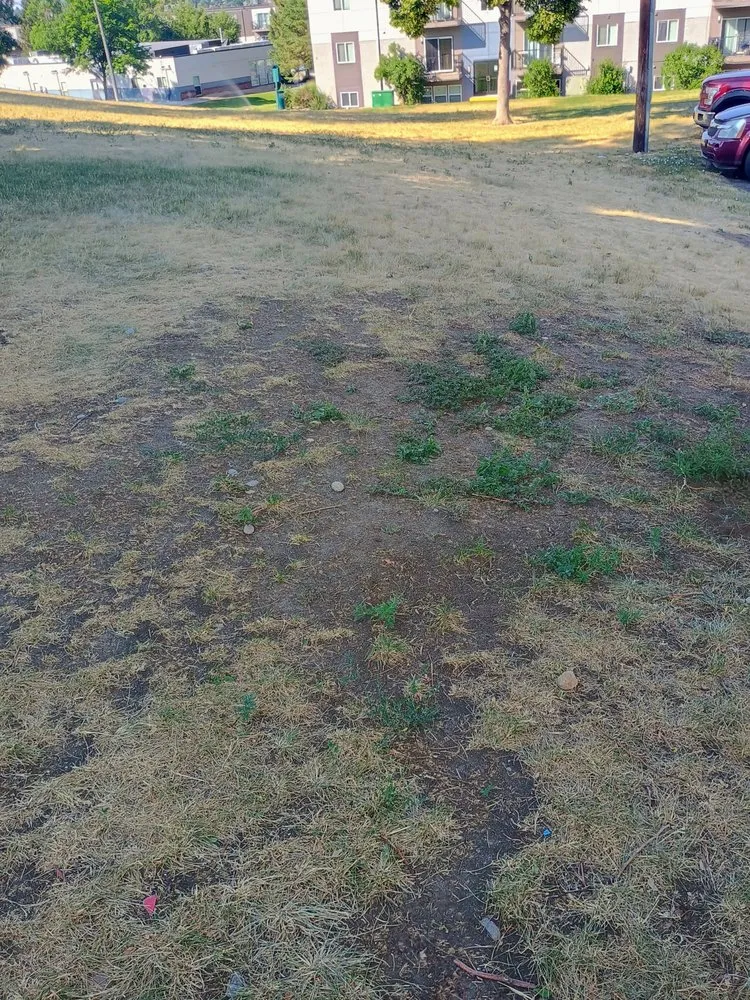 Custom residential landscaping for beautiful yards across Denver, CO - Clever Landscaping