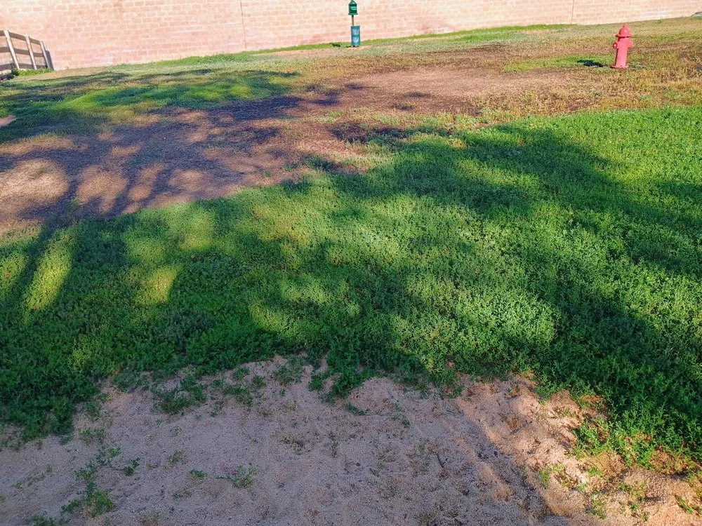 Custom landscaping services for year-round maintenance in Denver, CO by Clever Landscaping