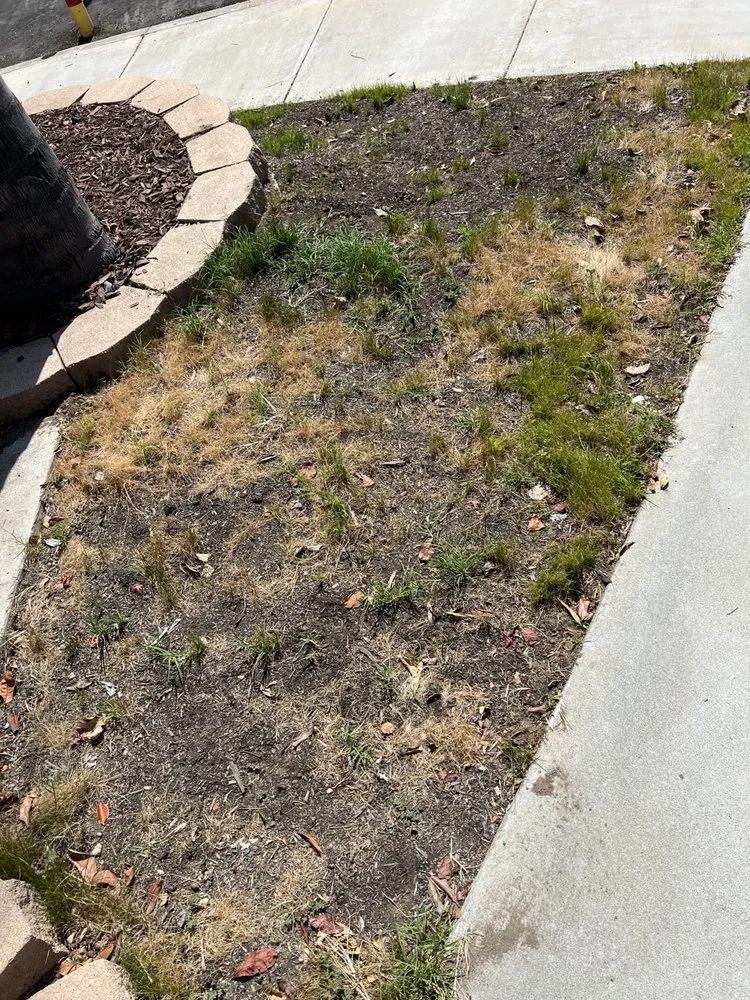 Local outdoor landscaping for outdoor upgrades in Montclair, CA by CLI Carrillo Landscaping