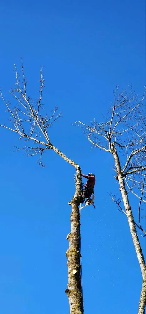 Professional lawn care service near you in Marysville, WA by Climb High Tree & Property Care