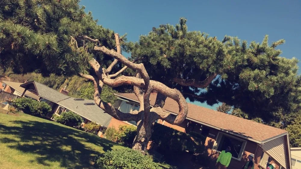 Professional landscape design for beautiful yards in Marysville, WA by Climb High Tree & Property Care