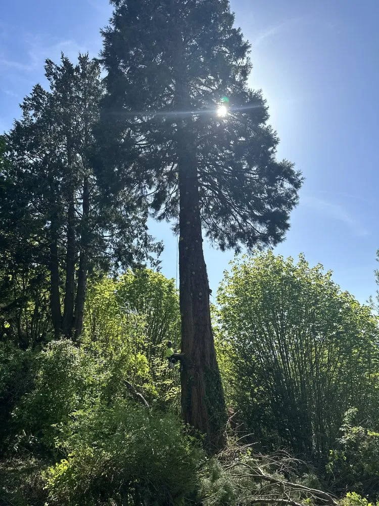 Professional garden landscaping for beautiful yards across Marysville, WA - Climb High Tree & Property Care