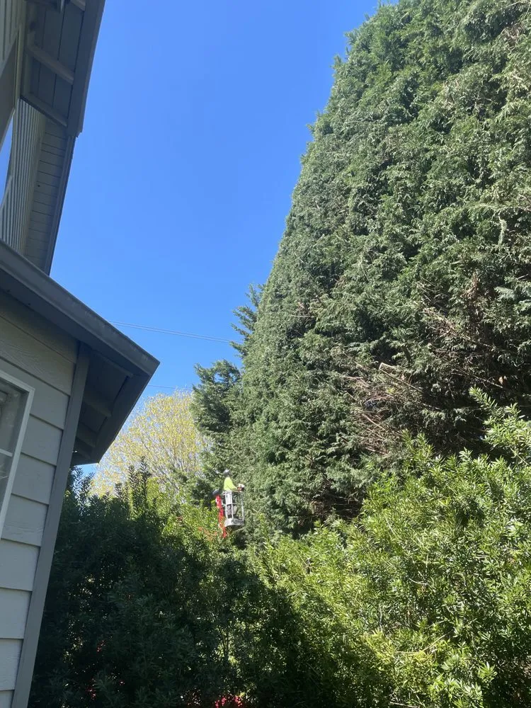 Reliable yard cleanup service with custom design across Marysville, WA - Climb High Tree & Property Care