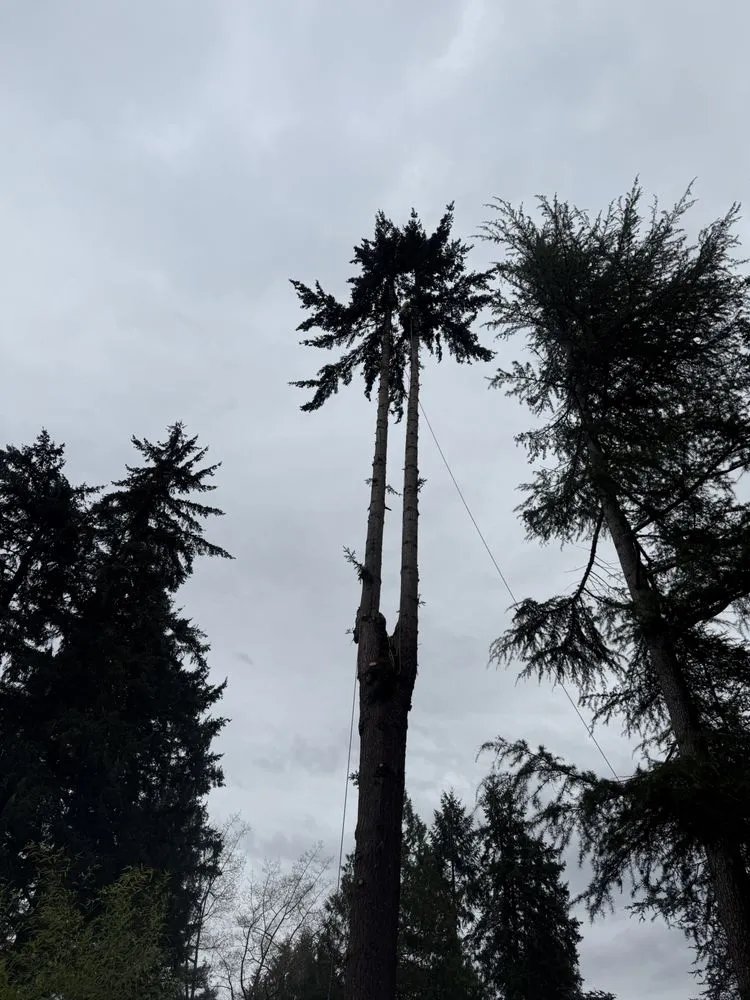 Custom lawn care service in Marysville, WA by Climb High Tree & Property Care