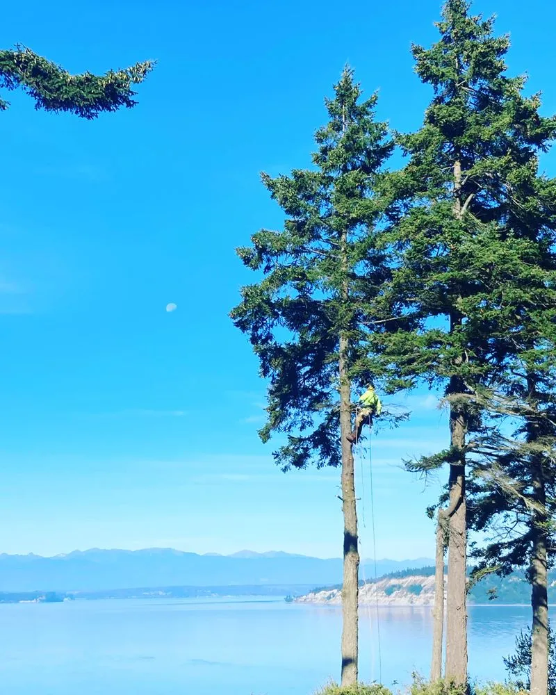 Affordable lawn care service experts serving Marysville, WA - Climb High Tree & Property Care