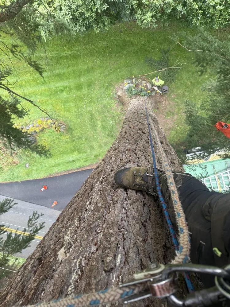 Reliable landscaping services in Marysville, WA - Climb High Tree & Property Care