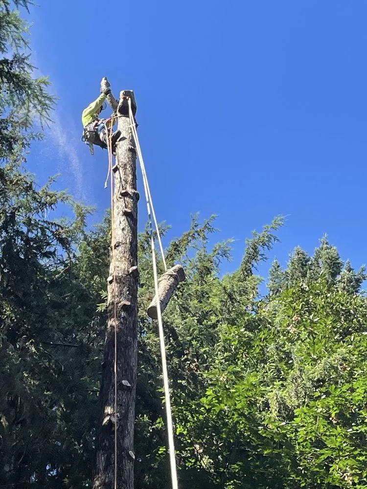 Trusted landscape installation for outdoor upgrades across Marysville, WA - Climb High Tree & Property Care