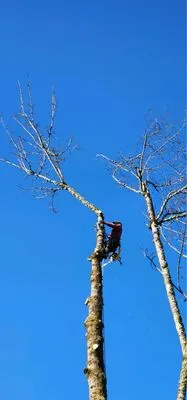 Climb High Tree & Property Care