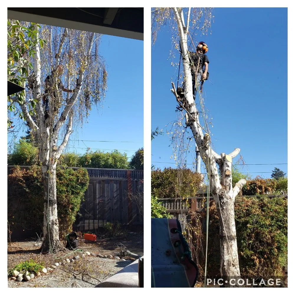 Custom outdoor landscaping in San Jose, CA by Climb-Rite Tree Services