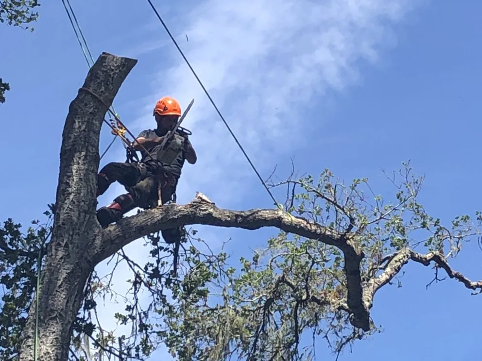 Custom residential landscaping with custom design across San Jose, CA - Climb-Rite Tree Services