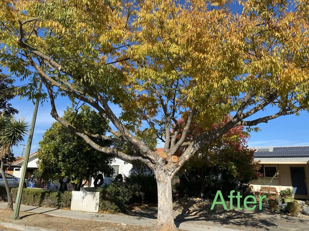 Professional lawn mowing service in San Jose, CA by Climb-Rite Tree Services