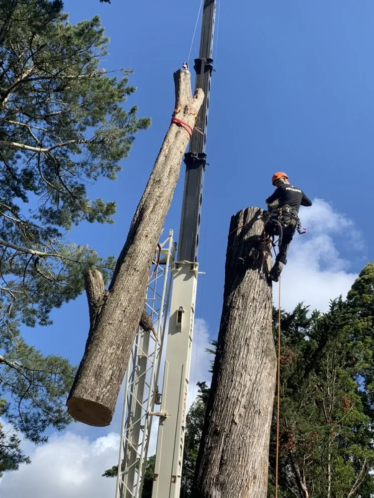 Affordable landscape design for residential properties in San Jose, CA by Climb-Rite Tree Services