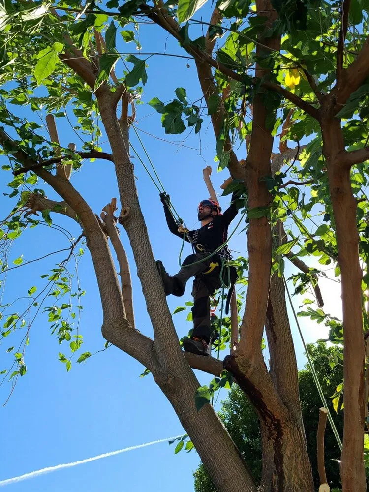 Top-rated landscaping services for residential properties in San Jose, CA by Climb-Rite Tree Services