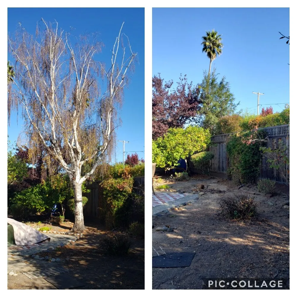 Affordable landscaping services for year-round maintenance across San Jose, CA - Climb-Rite Tree Services