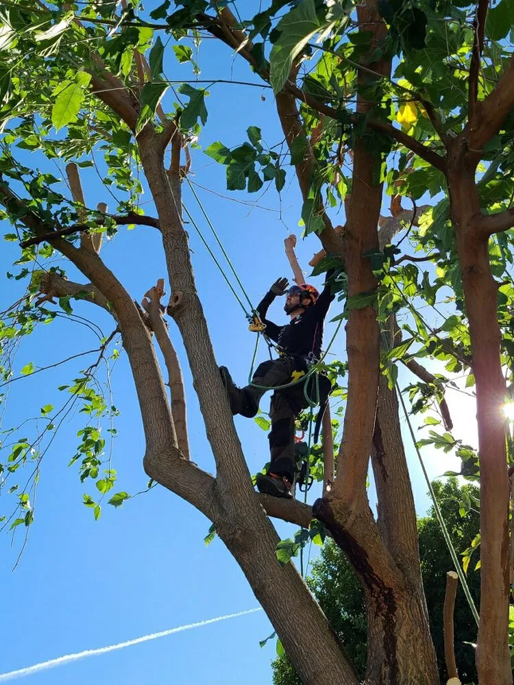 Top-rated lawn mowing service for year-round maintenance across San Jose, CA - Climb-Rite Tree Services