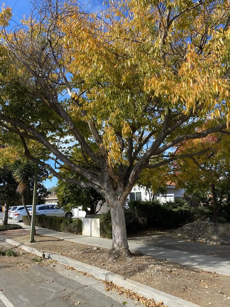 Local outdoor landscaping for homes across San Jose, CA - Climb-Rite Tree Services