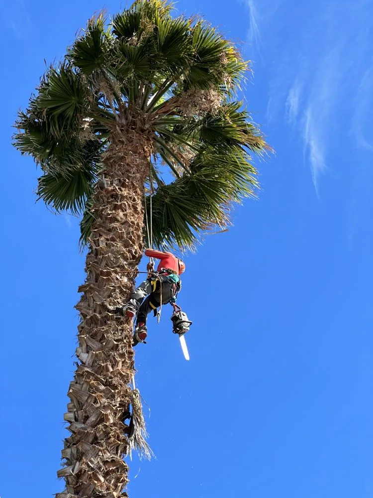 Custom landscaping services experts serving San Jose, CA - Climb-Rite Tree Services