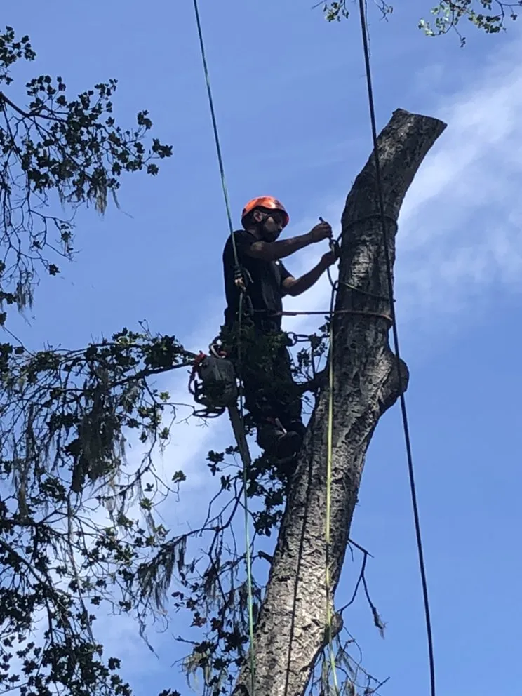 Expert landscaping services with custom design across San Jose, CA - Climb-Rite Tree Services