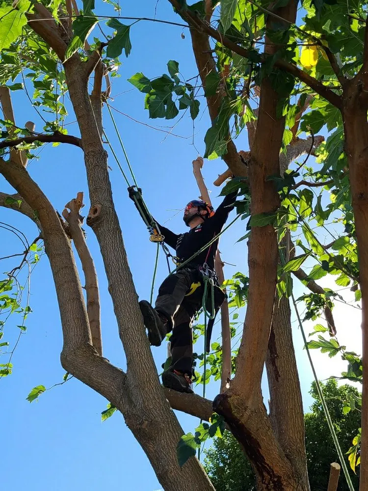 Local landscape installation for outdoor upgrades in San Jose, CA by Climb-Rite Tree Services