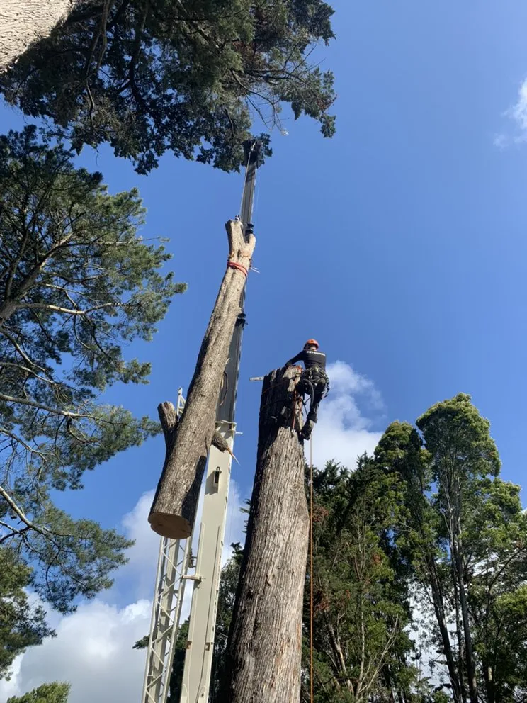Custom landscape installation for beautiful yards across San Jose, CA - Climb-Rite Tree Services