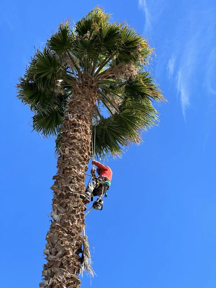 Expert landscape design in San Jose, CA by Climb-Rite Tree Services