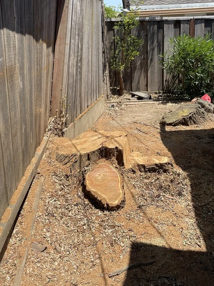 Top-rated residential landscaping experts serving San Jose, CA - Climb-Rite Tree Services