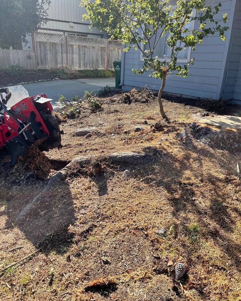 Top-rated residential landscaping experts serving San Jose, CA - Climb-Rite Tree Services